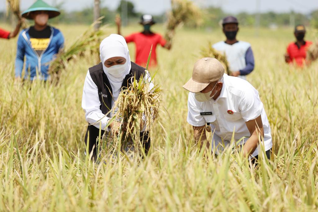 Pakistan’s flax farming is helping China reduce oil imports
