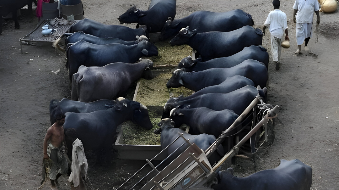 Women in 12 Punjab Districts to Get Free Cows and Buffaloes