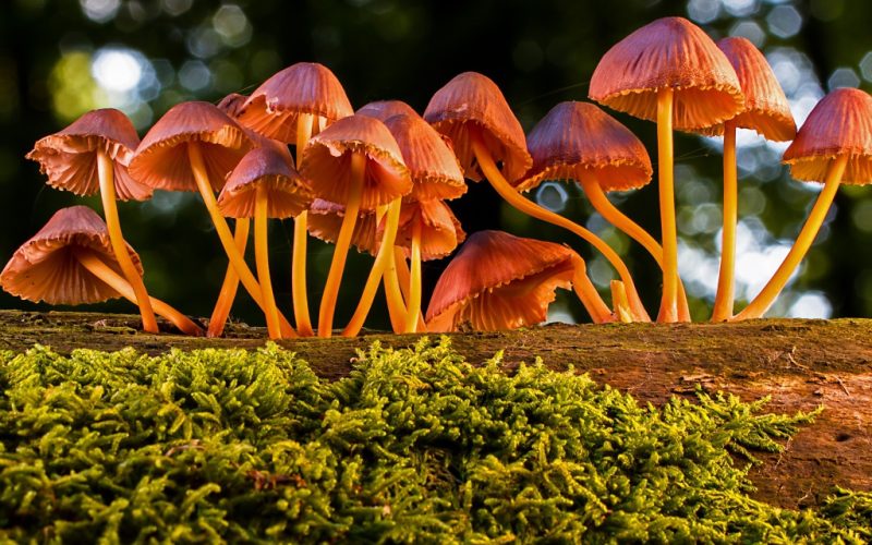 Boosting mushroom exports through Pakistan-China cooperation