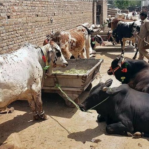 Punjab Livestock Dept Steps Up Measures Against Lumpy Skin Disease Ahead of Eid-ul-Azha