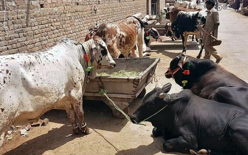 Punjab Livestock Dept Steps Up Measures Against Lumpy Skin Disease Ahead of Eid-ul-Azha