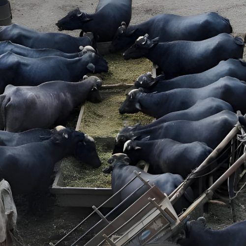Women in 12 Punjab Districts to Get Free Cows and Buffaloes