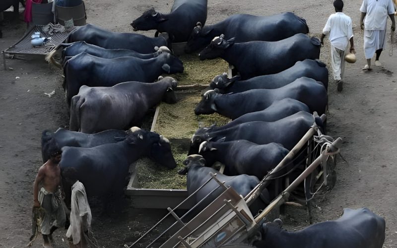 Women in 12 Punjab Districts to Get Free Cows and Buffaloes