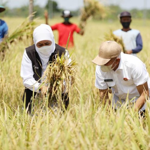 Pakistan’s flax farming is helping China reduce oil imports