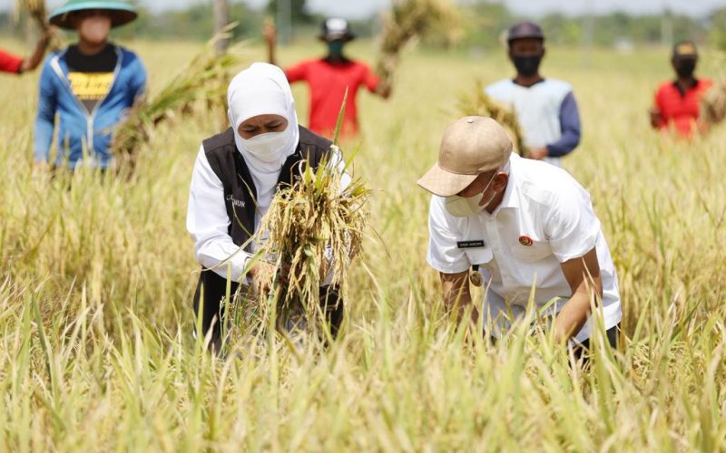 Pakistan’s flax farming is helping China reduce oil imports