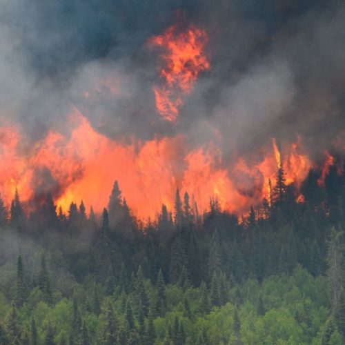 Third Fire in 20Days Damages PineNut Forests