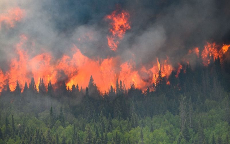 Third Fire in 20Days Damages PineNut Forests