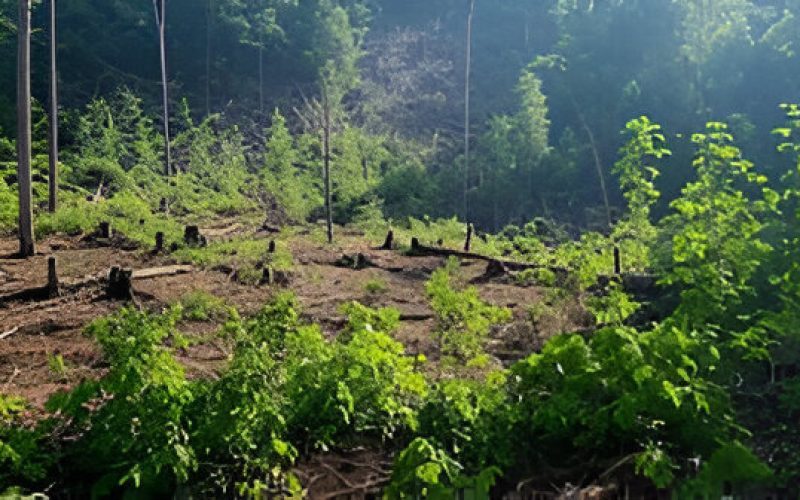 Shrinking Forests: Pakistan Losing 11,000 Hectares Annually